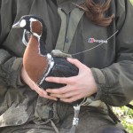 Red-breasted goose fitted with satellite transmitter Bulgaria 2013 (c) Kane Brides WWT