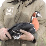 Red-breasted goose fitted with tracking device Bulgaria 2013 (c) Kane Brides