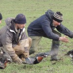 Releasing red-breasted geese post tagging and ringing Bulgaria 2013 crop (c) Kane Brides