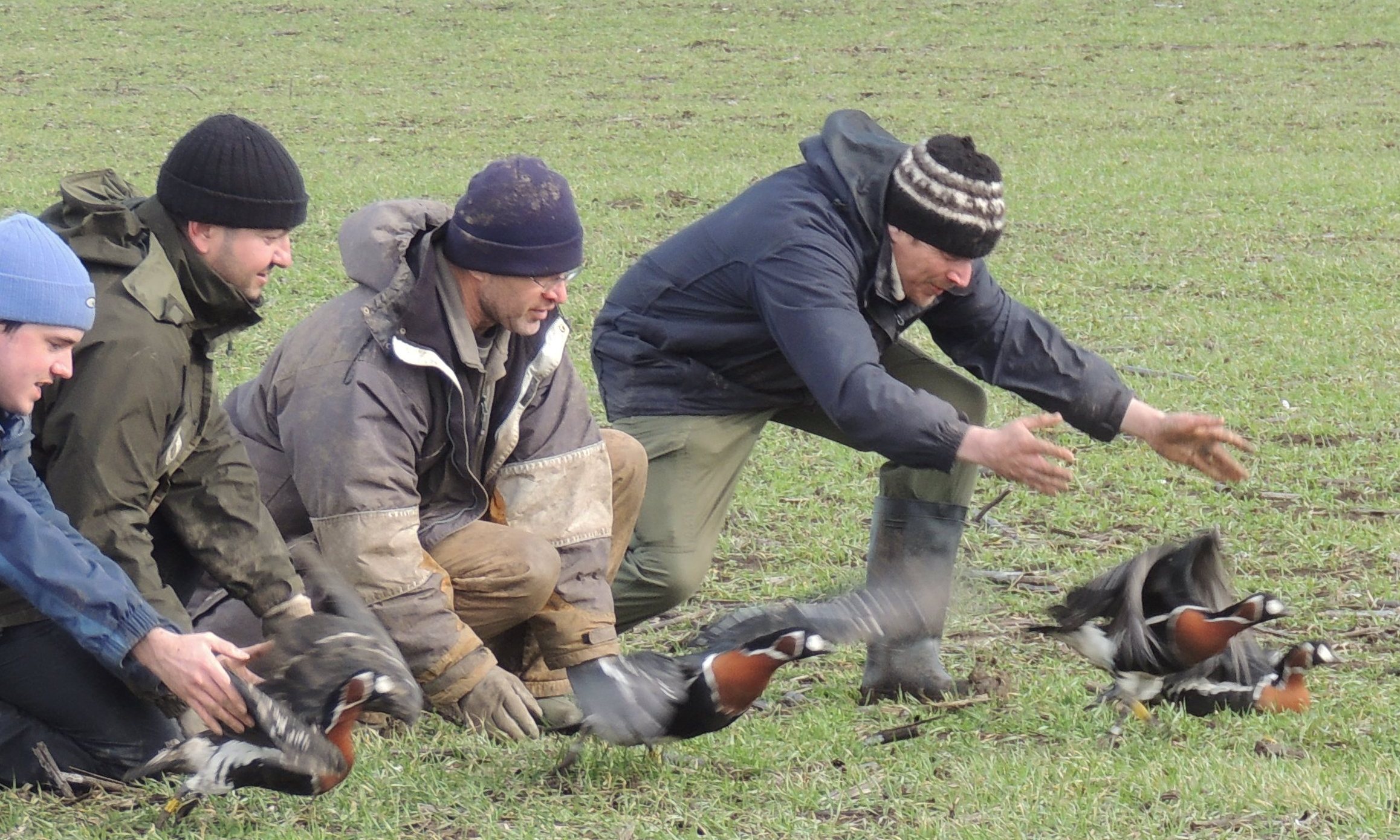 Releasing red-breasted geese post tagging and ringing Bulgaria 2013 crop (c) Kane Brides