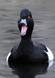 Tufted duck by Tom Hines