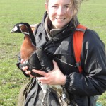 WWT's Anne Harrison with red-breasted gosoe fitted with tracking device (c) Kane Brides WWT