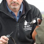 WWT's Peter Cranswick fitting tracking device to red-breasted goose Bulgaria 2012 crop (c) Kane Brides WWT