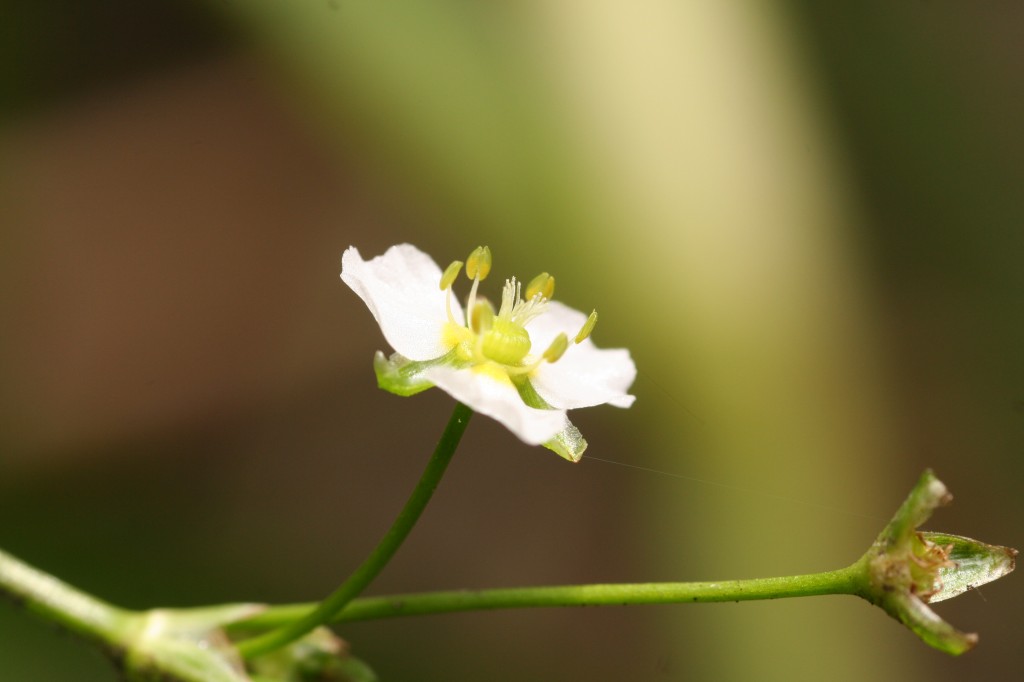 Common water plantain Alisma plantago-aquatica (c) Richard Lansdown