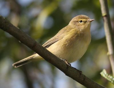 Chiffchaff - Ray Cottrell