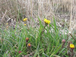 Coltsfoot