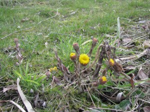 Coltsfoot