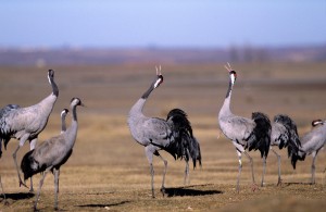 Common cranes displaying (c) Alamy