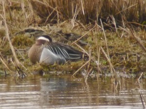 Garganey by Rod gathercole