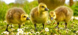 Gosling trio HDR_jpg