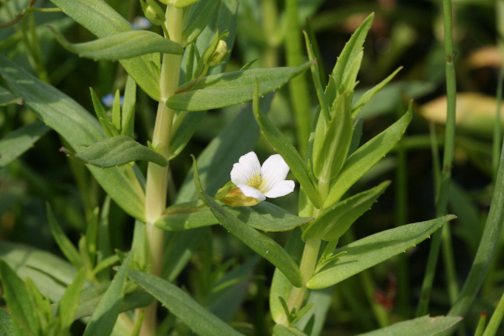 Gratiola officinalis (c) Richard Lansdown