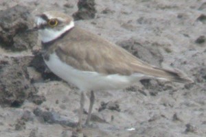 Little Ringed Plover - James Lees