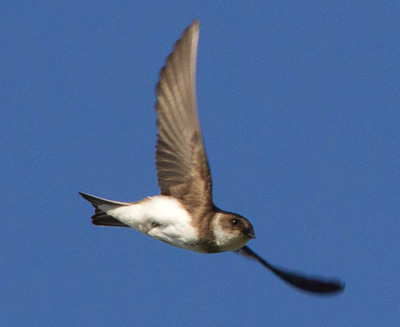 Sand martin - Paul Gregory