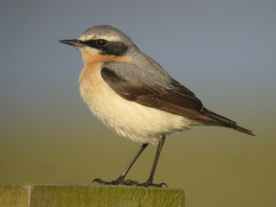 Wheatear - James Lees