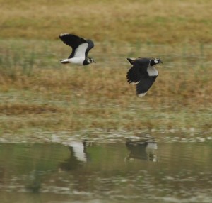 Lapwings courtship flight (c) Paul Stephens WWT