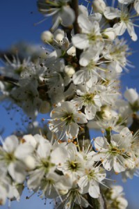 Blackthorn blossom - Richard Bullock