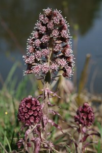 Butterbur - Richard Bullock