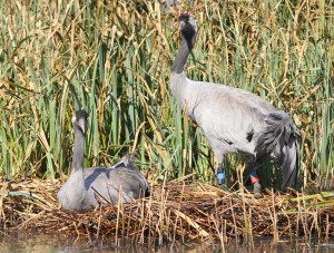 Loss of wetlands drove the crane to extinction in the UK in the 1600s