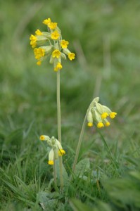 Cowslip - James Lees