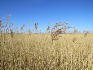 IMG_0363