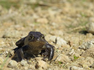 IMG_0366