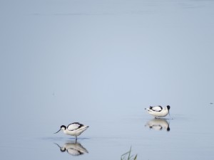 IMG_0436