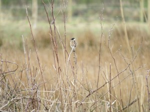 IMG_0451