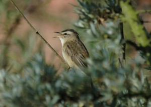 Sedge warbler singing