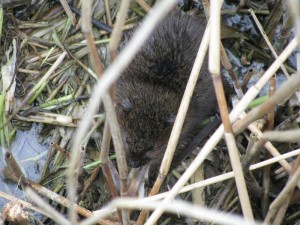Water vole at WWT Welney