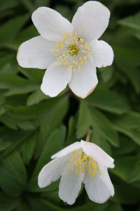 Wood Anemone - Richard Bullock