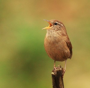 Wren captured by Richie Lort