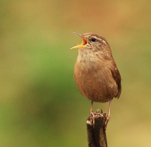 Wren captured by Richie Lort