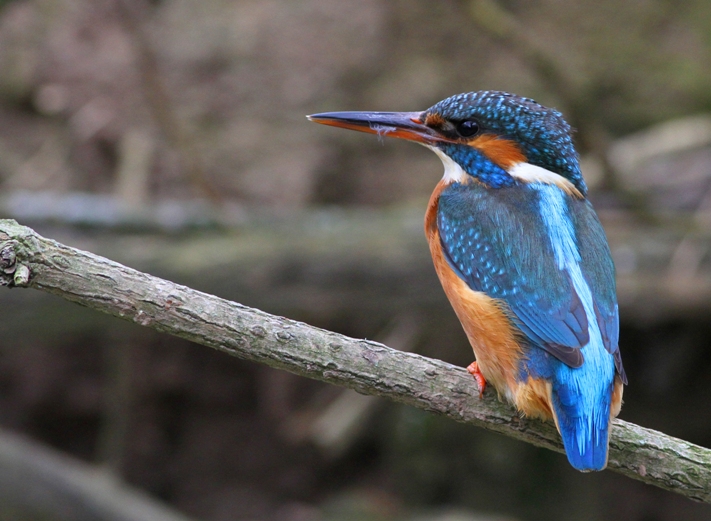 Kingfisher taken from the kingfisher hide by James Lees