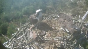 310513 both on nest 1 chick 1 egg