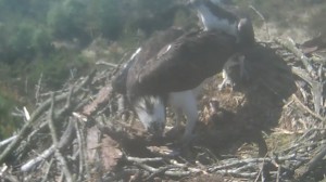 310513 both on nest 1 chick 1 egg a