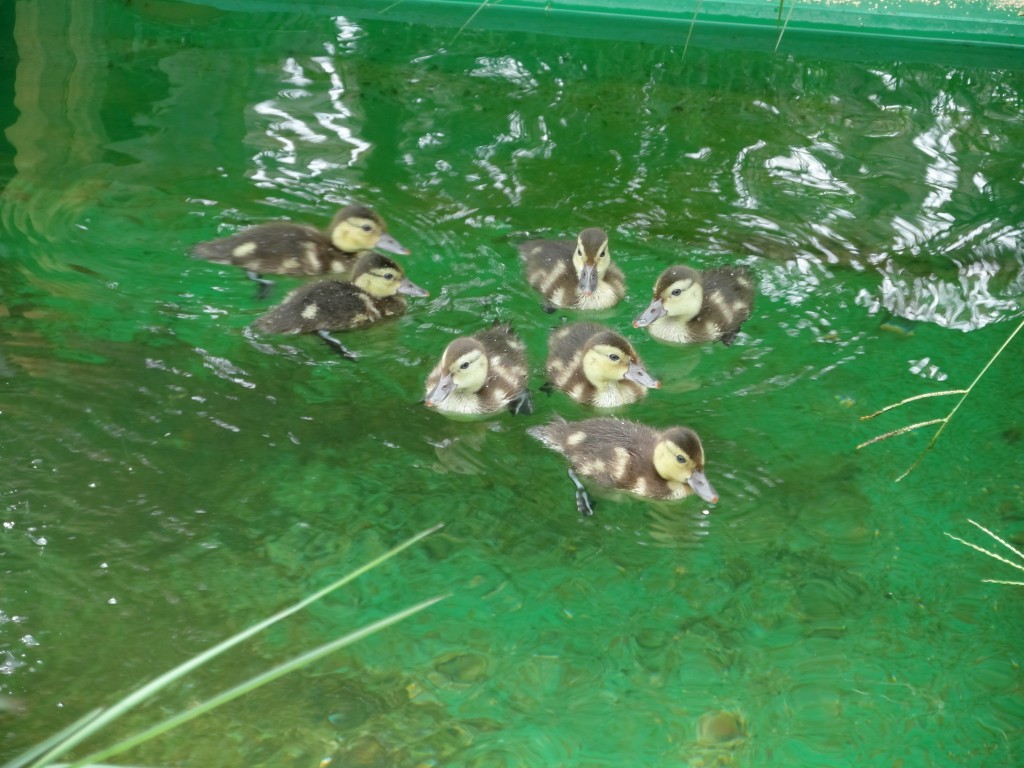 Almost ten percent of the world population of Madagascar pochard (c) roland digby