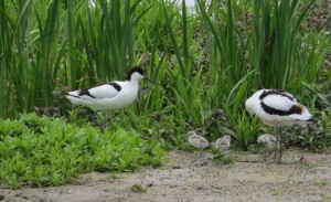 Avocet family at WWT Welney