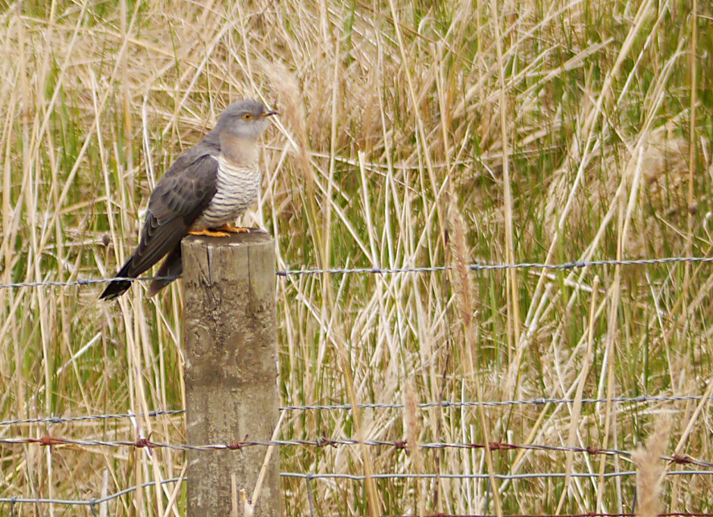 First Cuckoo of the year at WWT Martin Mere