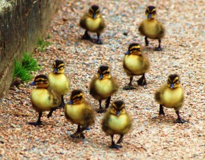 Downy Ducklings captured by David Lowe