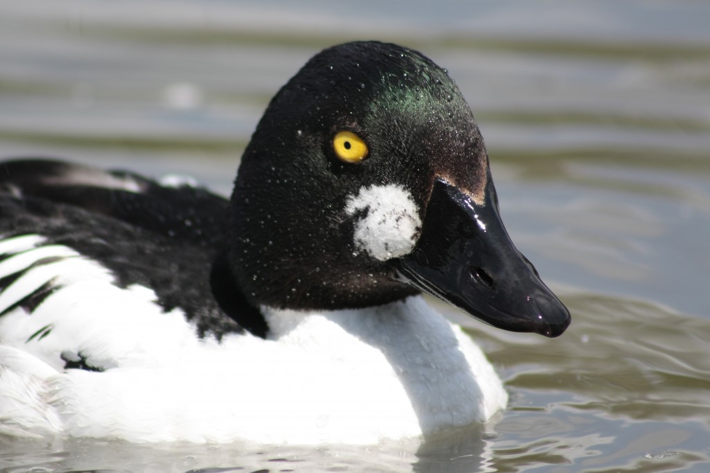 Goldeneye (c) Dominic Heard