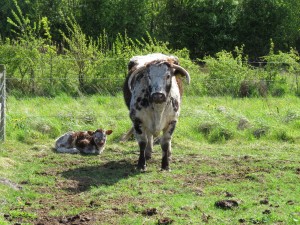 IMG_0530