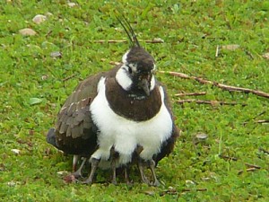 Lapwing with chicks underneath - Mike Caiden