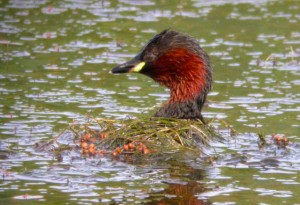 Little grebe