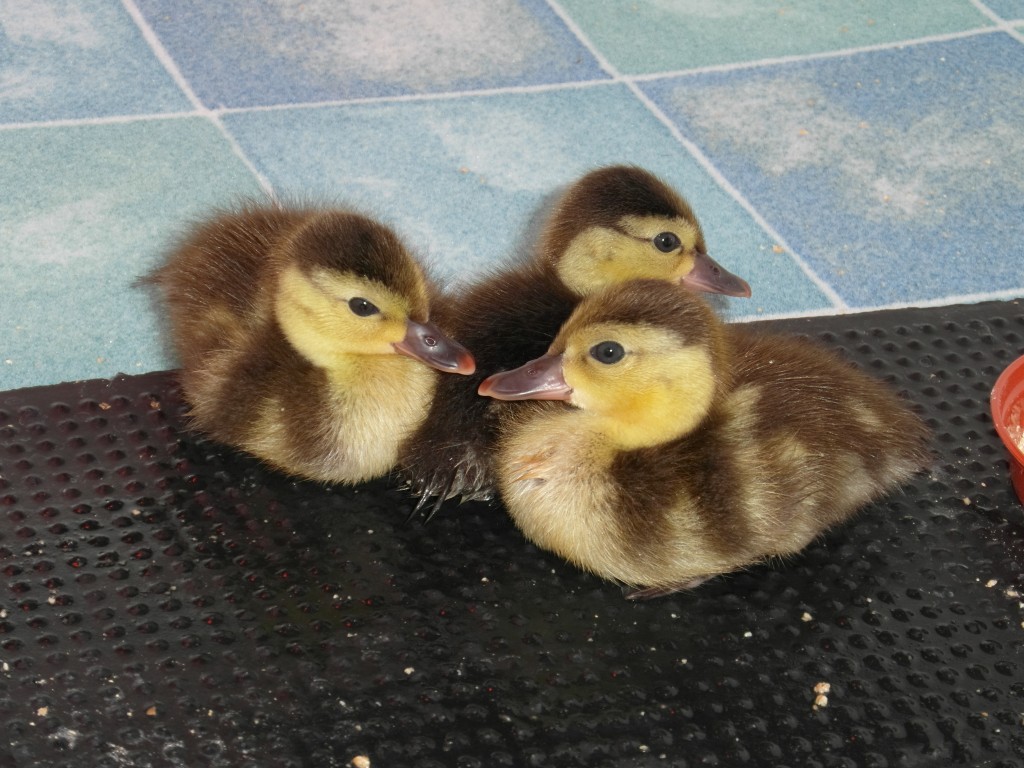 Madagascar pochard ducklings (c) Roland Digby