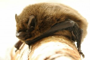 Pipistrelle bat by Amy Lewis