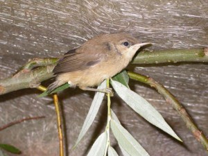 Reed warbler