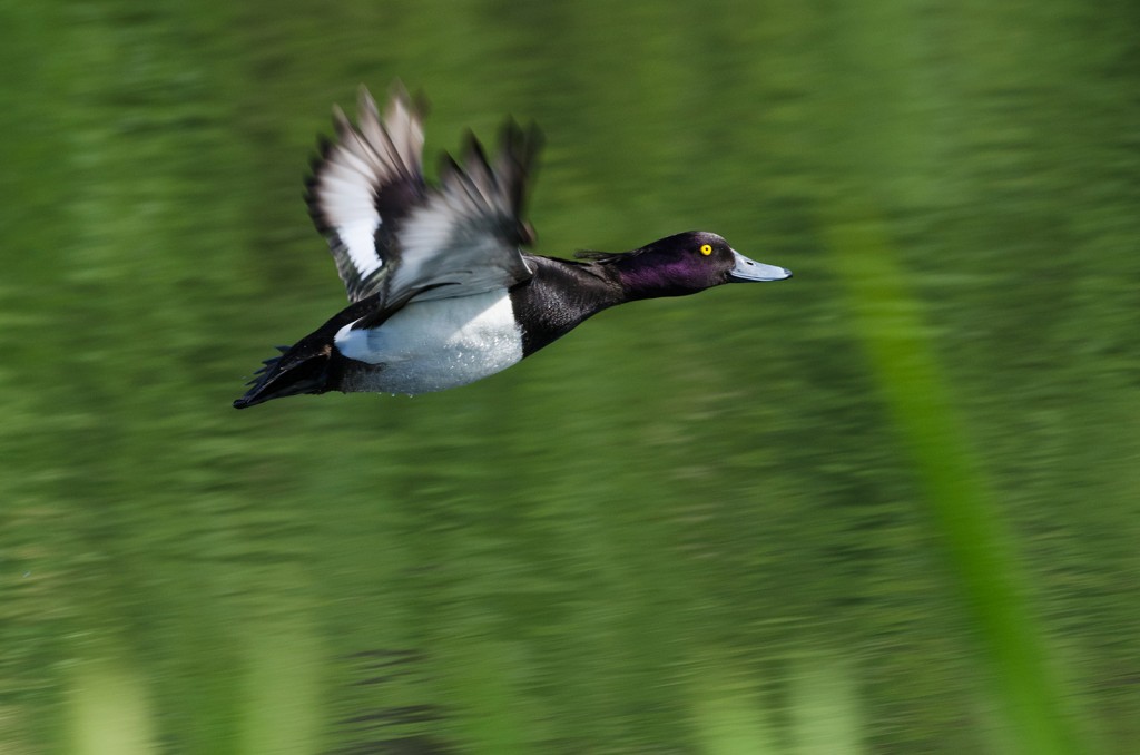 Tufted duck (c) Chris Pippard