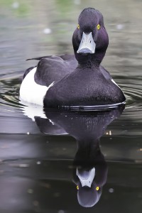 Tufted duck (c) Nigel Picknell