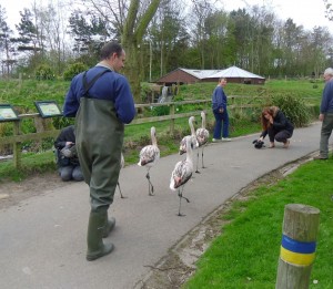 En route to the adult enclosure