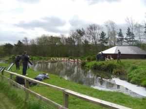 The young birds enter the water